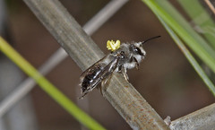 Caladenia rosella