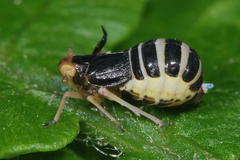 Ditropis pteridis