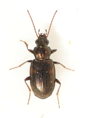 Bembidion varium