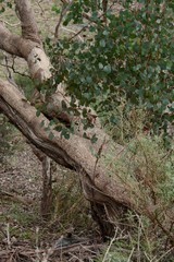 Eucalyptus baueriana thalassina