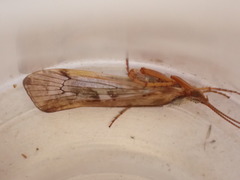 Limnephilus marmoratus