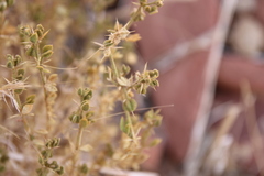 Fagonia mollis