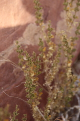 Fagonia mollis