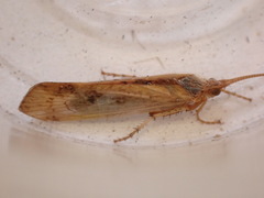 Limnephilus flavicornis