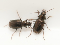 Bembidion varium