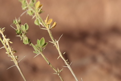 Fagonia mollis