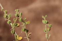 Fagonia mollis