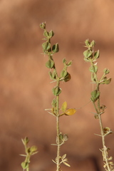 Fagonia mollis