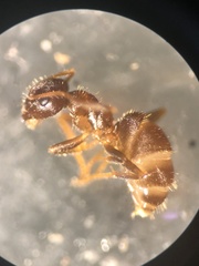 Lasius platythorax