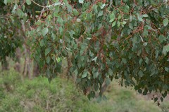 Eucalyptus baueriana thalassina