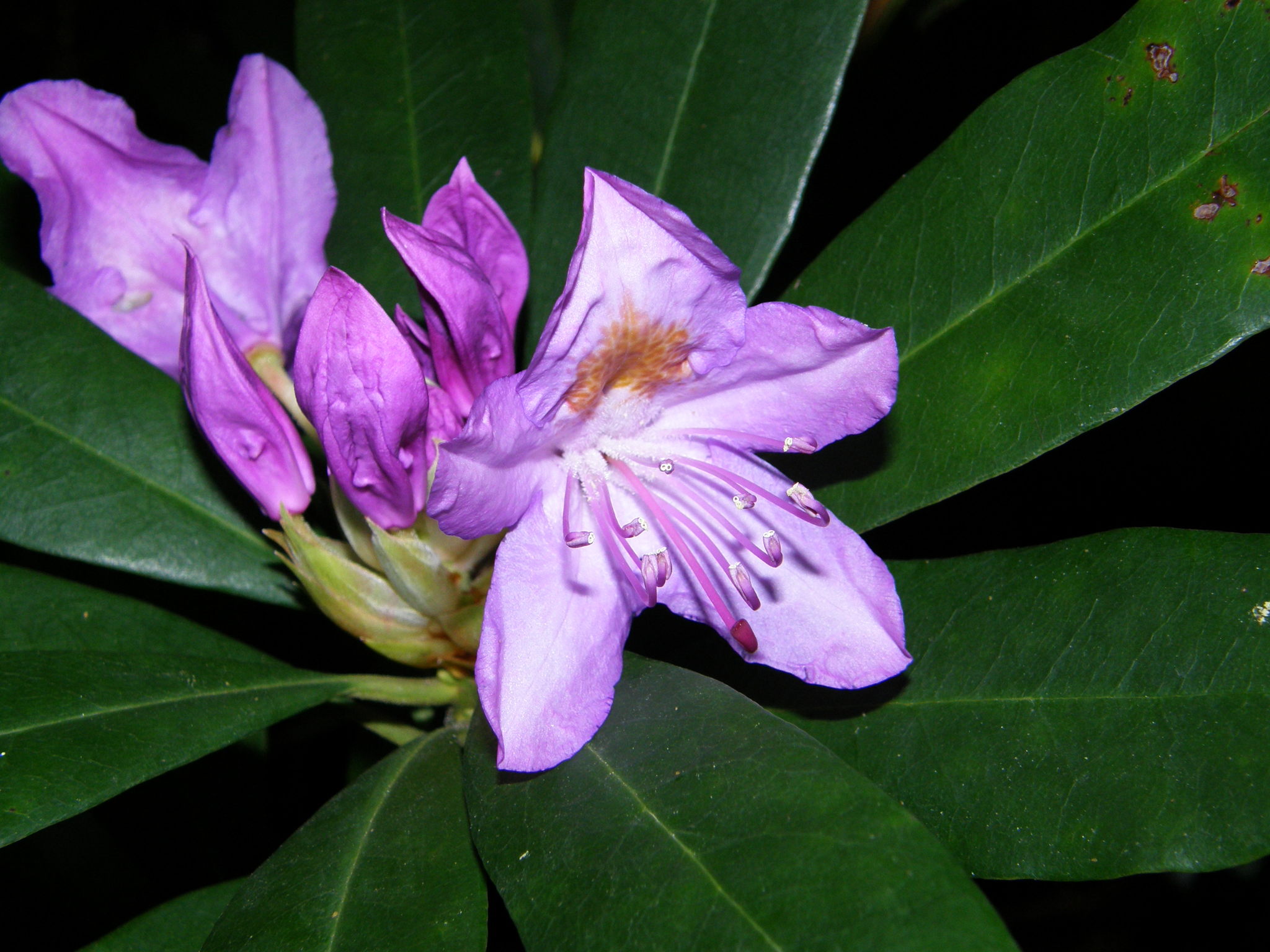 rhododendron viscosum millennium Weston's Millennium Swamp Azalea – Plant Detectives main image 1