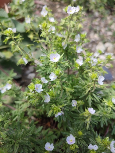 Veronica caucasica, photograph 4