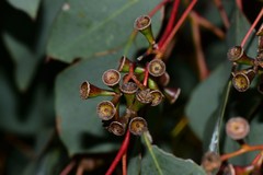 Eucalyptus baueriana thalassina