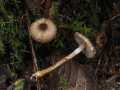 Inocybe fuscodisca
