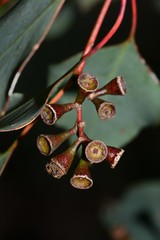 Eucalyptus baueriana thalassina