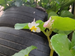 Begonia cucullata