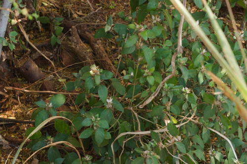 Barleria cristata observed 2022-06-03