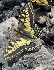 Papilio machaon aliaska