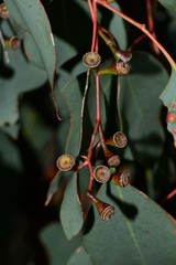 Eucalyptus baueriana thalassina