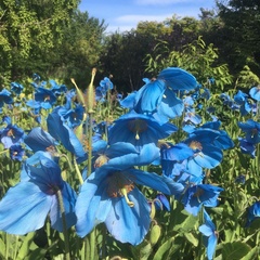 Meconopsis