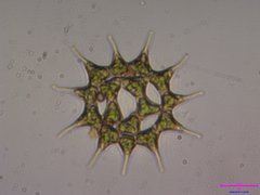 Pediastrum