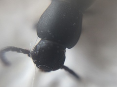 Hyperops