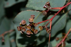 Eucalyptus baueriana thalassina