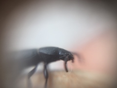 Hyperops
