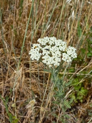 Achillea nobilis