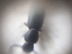 Hyperops