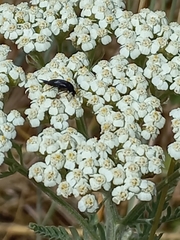Achillea nobilis