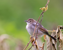 Cisticola chiniana