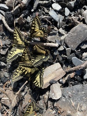 Papilio machaon aliaska