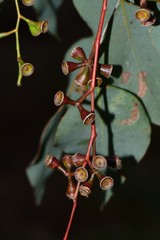 Eucalyptus baueriana thalassina