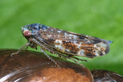Allygus communis