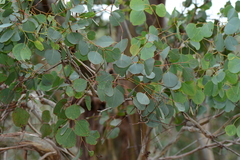 Eucalyptus baueriana thalassina