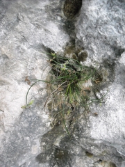 Asplenium seelosii