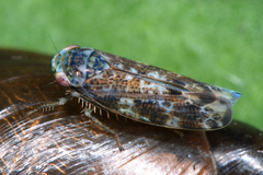 Allygus communis