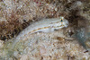 Goldspot Goby - Photo (c) Mark Rosenstein, some rights reserved (CC BY-NC)