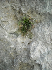 Asplenium seelosii