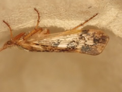 Limnephilus marmoratus