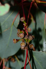 Eucalyptus baueriana thalassina