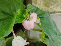 Begonia cucullata