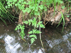 Cnidium dauricum