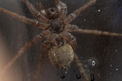 Pardosa saltans