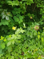 Geum urbanum