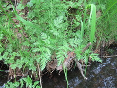 Cnidium dauricum