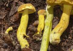 Retiboletus retipes