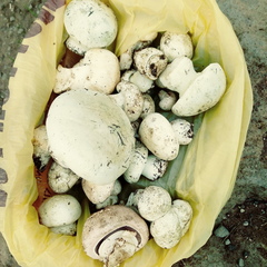 Leucopaxillus lepistoides