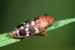 Anoscopus albifrons